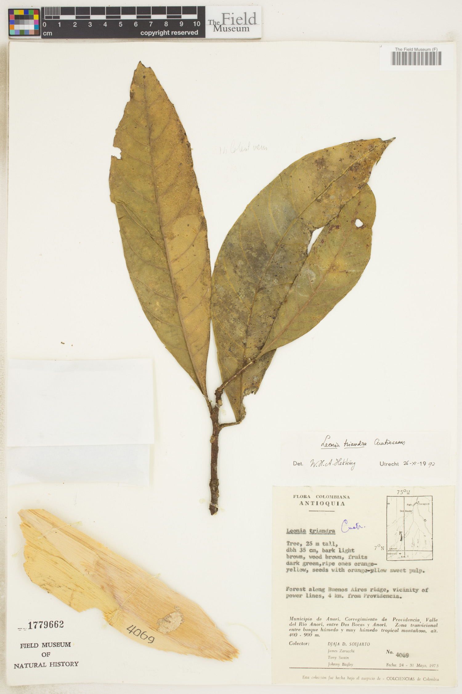 Leonia triandra — photo