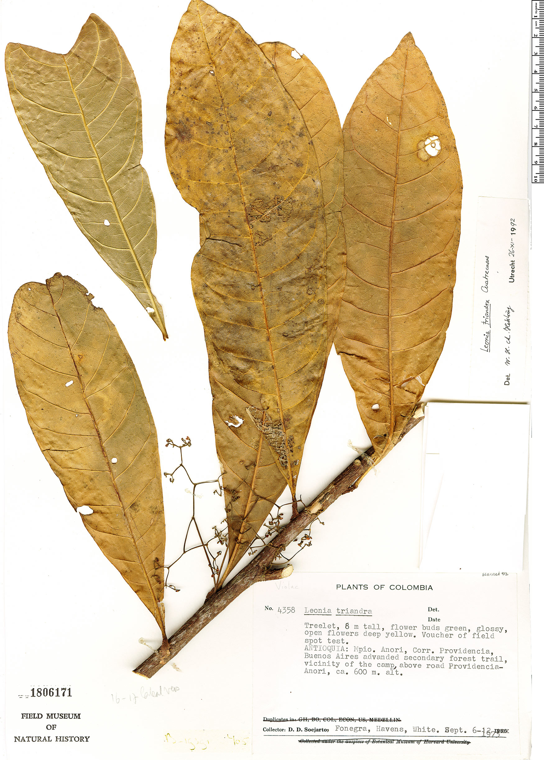 Leonia triandra — photo