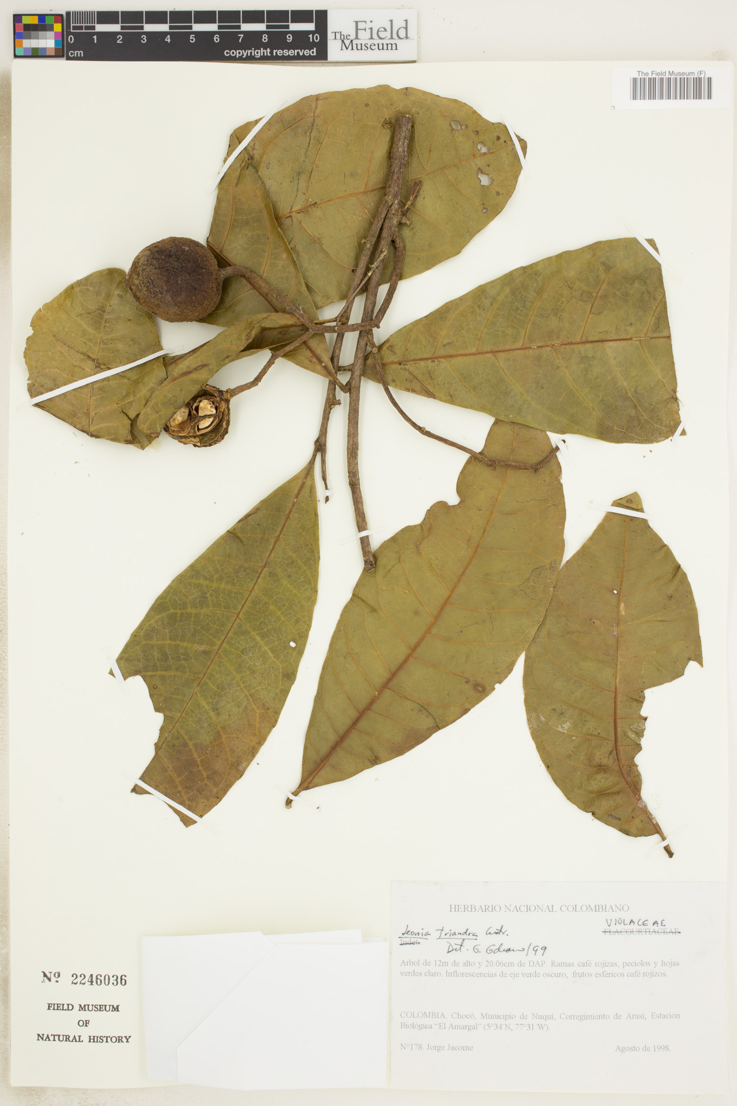 Leonia triandra