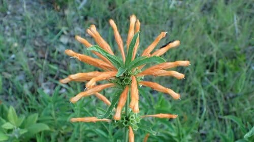 Leonotis leonurus (Lion's ear) — photo