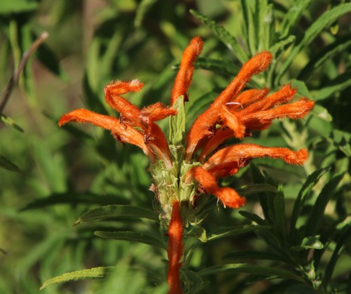 Leonotis leonurus