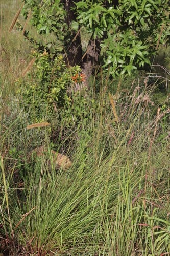 Leonotis ocymifolia (Minaret flower) — photo