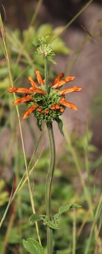 Leonotis ocymifolia (Minaret flower) — photo