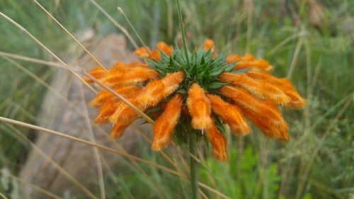 Leonotis ocymifolia