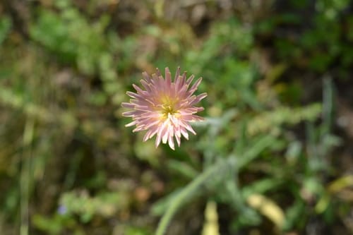 Leontodon asperrimus — photo