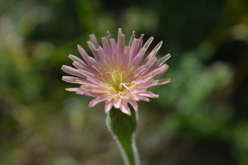 Leontodon asperrimus — photo