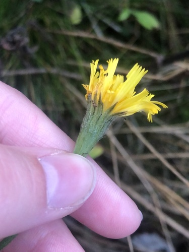 Leontodon autumnalis (Fall dandelion) — photo