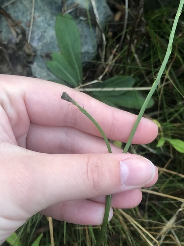 Leontodon autumnalis (Fall dandelion) — photo