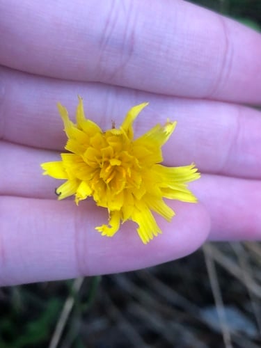 Leontodon autumnalis