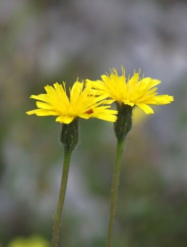 Leontodon crispus — photo
