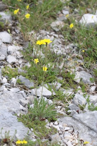 Leontodon crispus — photo