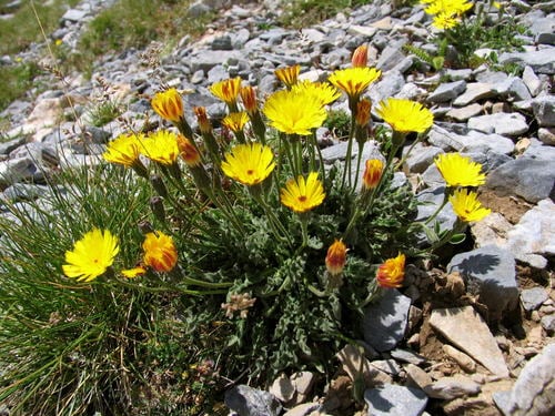 Leontodon crispus