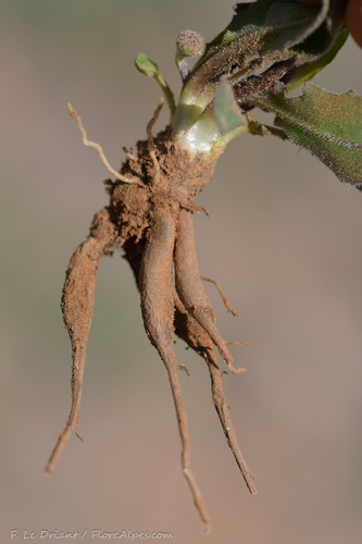 Leontodon tuberosus (Tuberous hawkbit) — photo