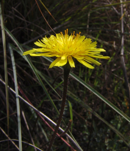Leontodon tuberosus (Tuberous hawkbit) — photo