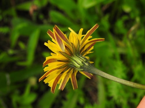 Leontodon tuberosus