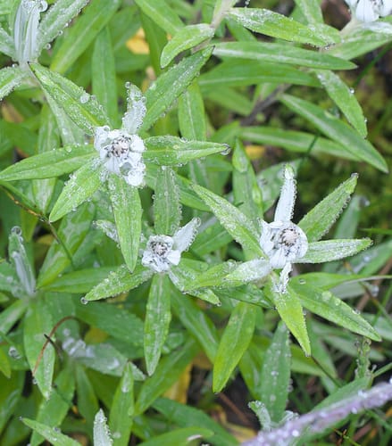 Leontopodium japonicum — photo