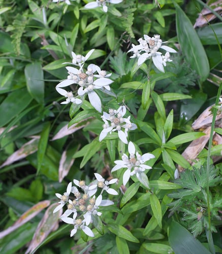 Leontopodium japonicum
