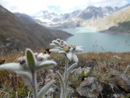 Leontopodium nivale subsp. alpinum — photo