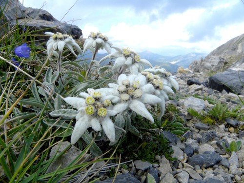 Leontopodium nivale subsp. alpinum