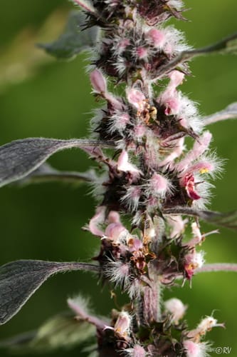 Leonurus quinquelobatus — photo