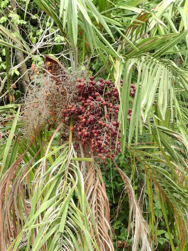 Leopoldinia major (Jara palm) — photo