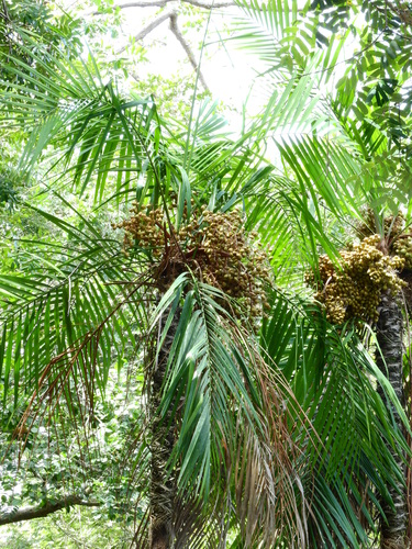 Leopoldinia major (Jara palm) — photo