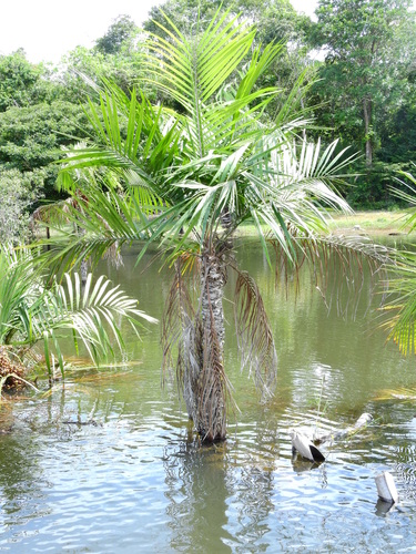 Leopoldinia pulchra