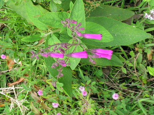 Lepechinia speciosa — photo