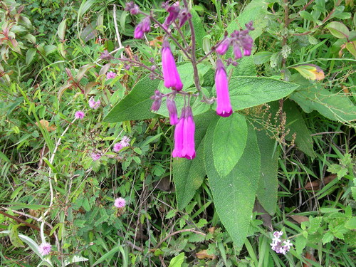 Lepechinia speciosa