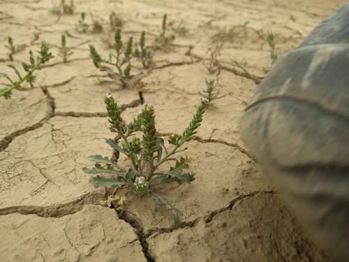Lepidium aucheri — photo