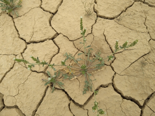 Lepidium aucheri — photo