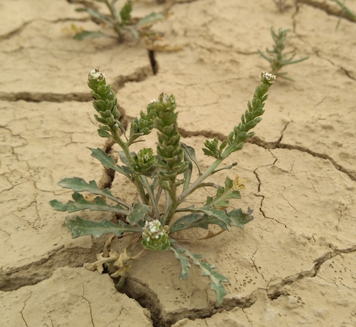 Lepidium aucheri