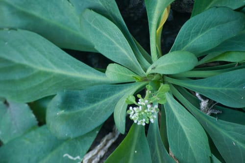 Lepidium bidentatum (Scurvy grass) — photo
