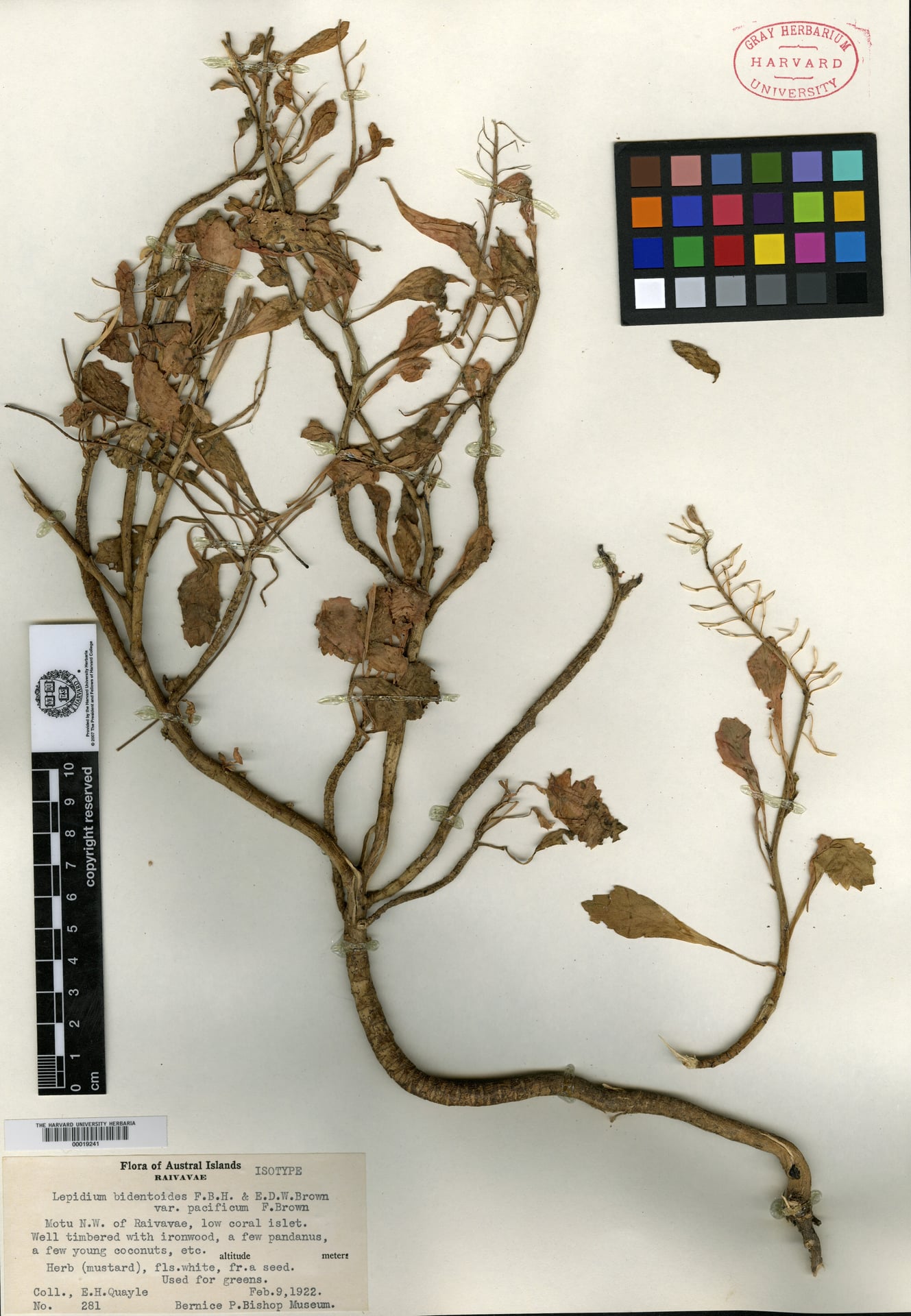 Lepidium bidentoides (Scurvy grass) — photo