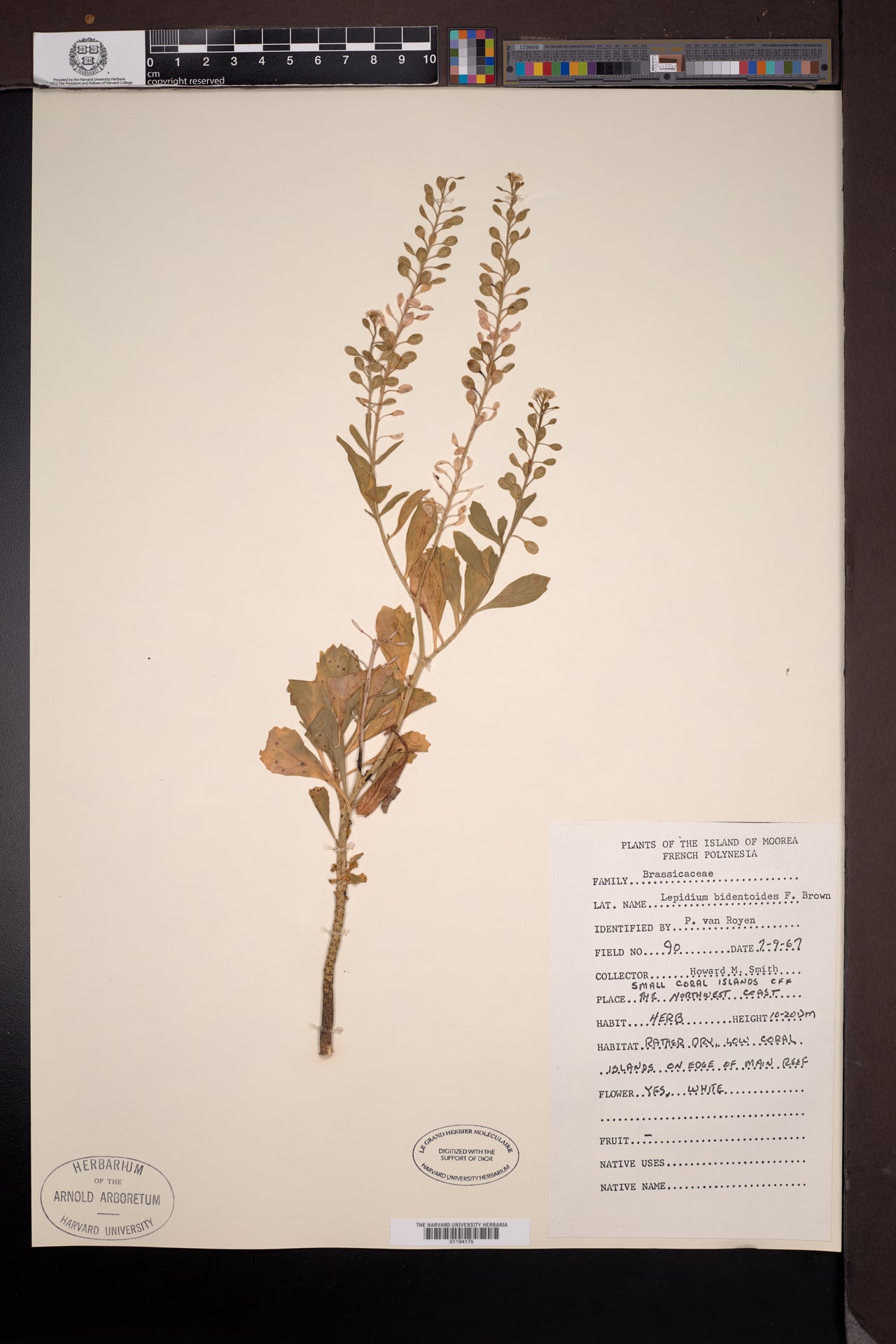 Lepidium bidentoides