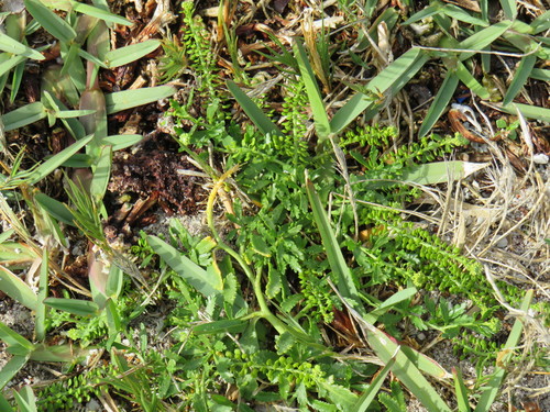 Lepidium capense (Peppergrass) — photo