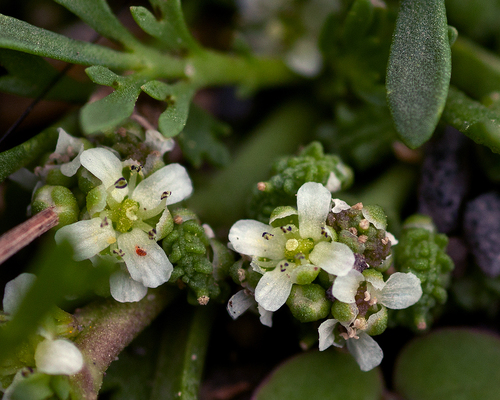 Lepidium coronopus (Swine-cress) — photo