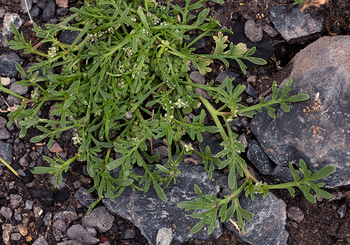 Lepidium coronopus (Swine-cress) — photo