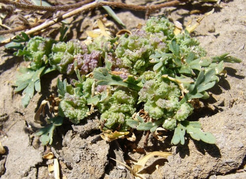 Lepidium coronopus