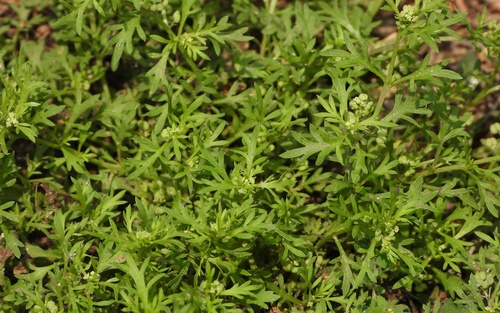 Lepidium didymum (Lesser swinecress) — photo