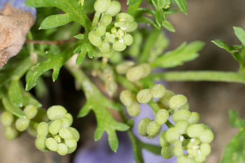 Lepidium didymum (Lesser swinecress) — photo