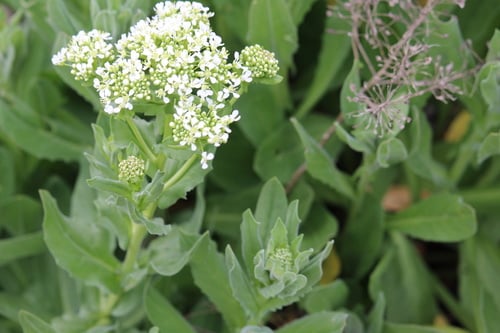 Lepidium draba (Tall witetop) — photo