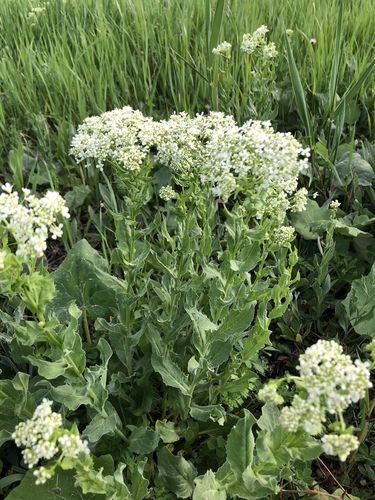 Lepidium draba (Tall witetop) — photo