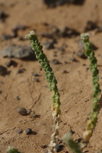 Lepidium lepidioides — photo