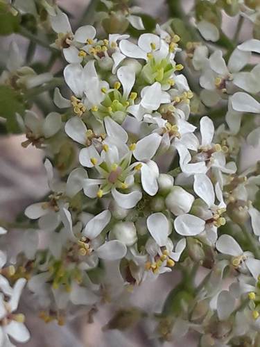 Lepidium montanum (Mountain pepperweed) — photo