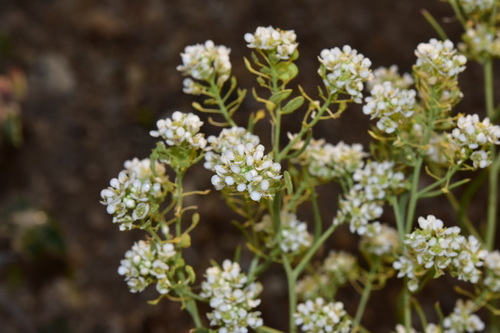 Lepidium montanum (Mountain pepperweed) — photo
