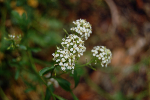 Lepidium montanum