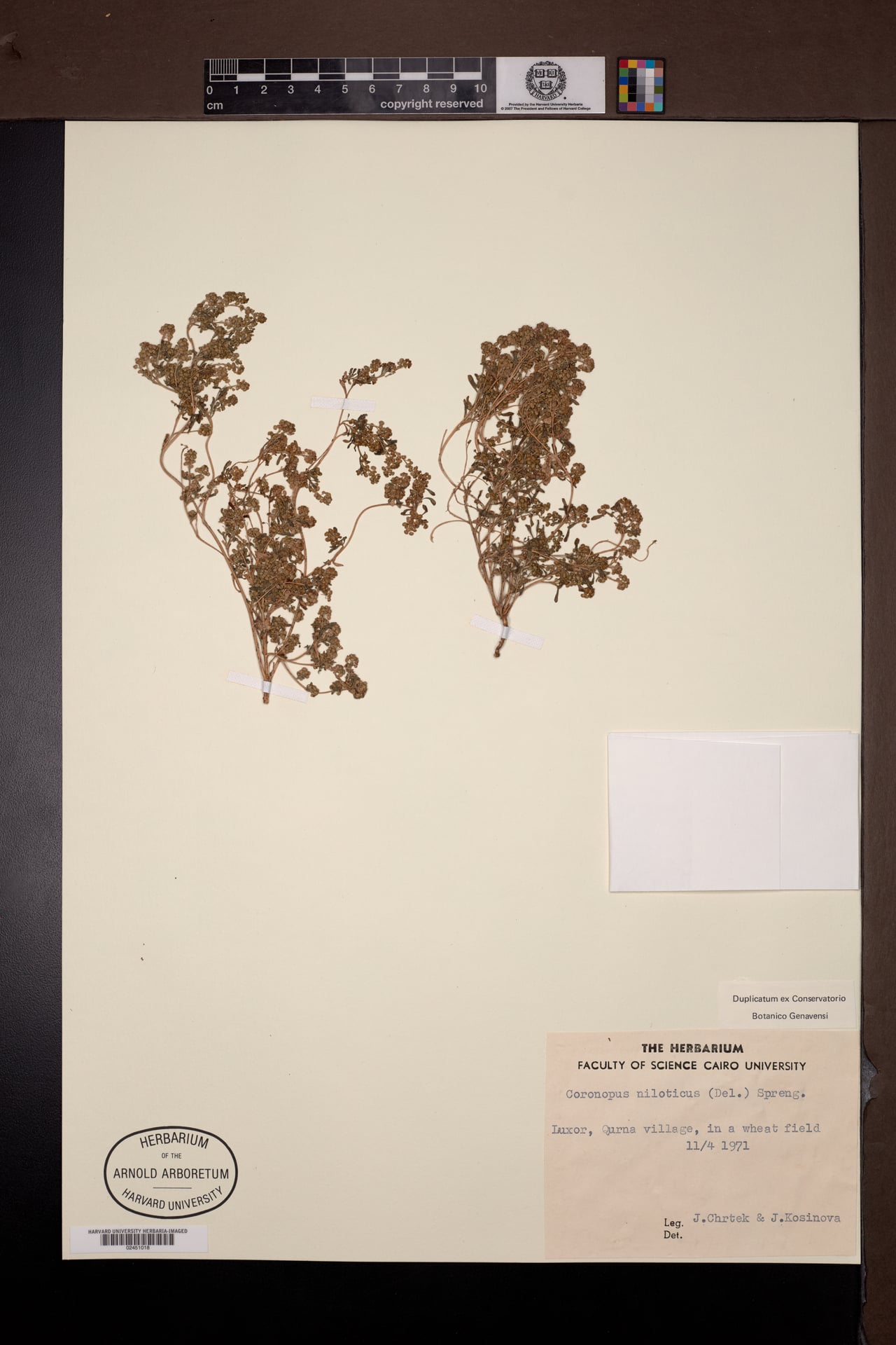 Lepidium niloticum
