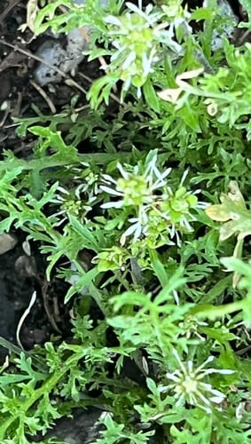Lepidium pinnatum — photo
