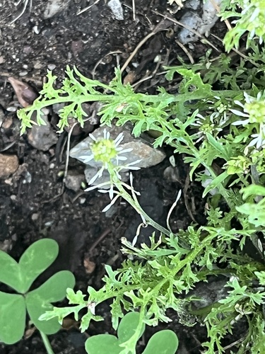 Lepidium pinnatum